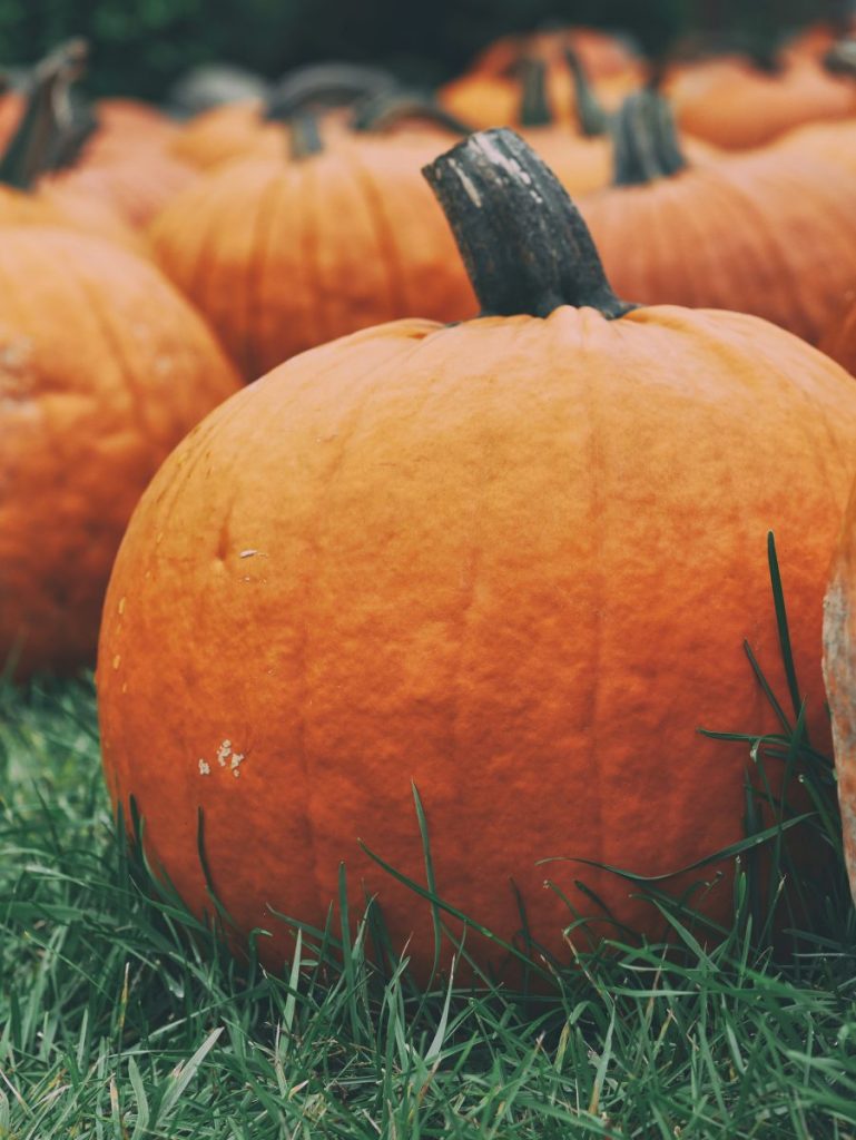 pumpkin patch