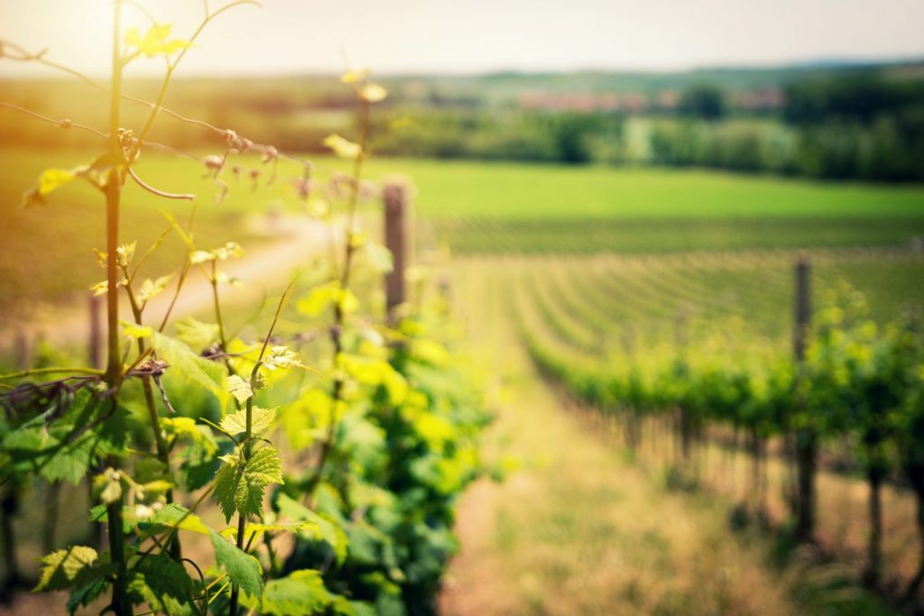 vineyard harvest