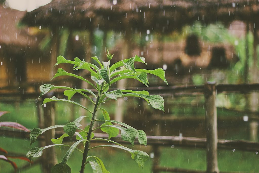 rain fall on leaf